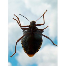 la punaise de lit, un insecte vraiment envahissant