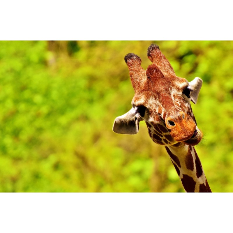 girafe regarde avec fond vert