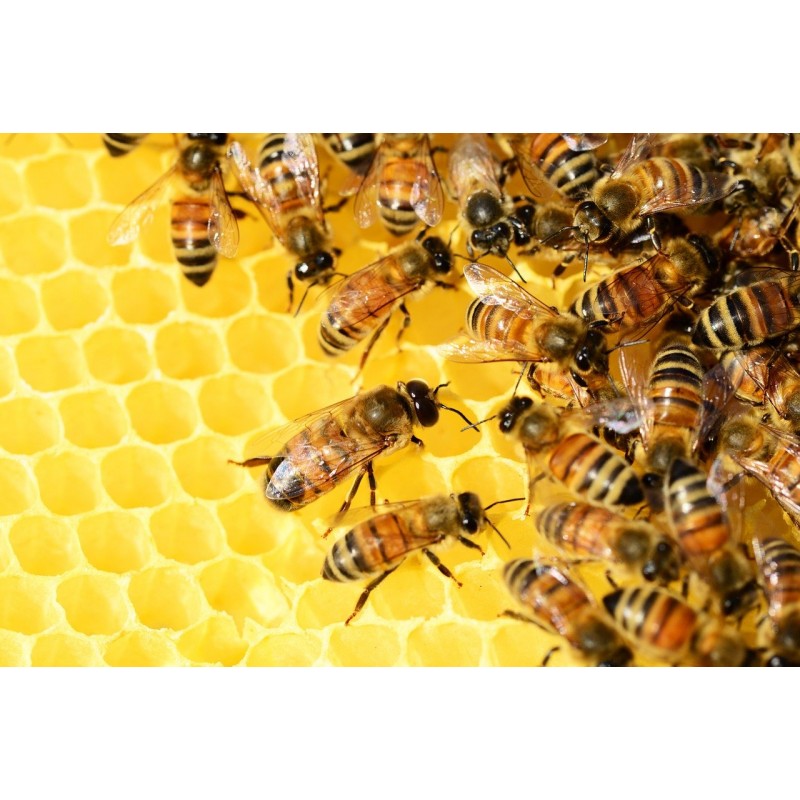 Installer des ruches en ville : une idée pas si bonne que cela pour la biodiversité