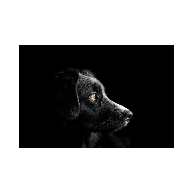 Tête de chien noir de profil au regard inquiet