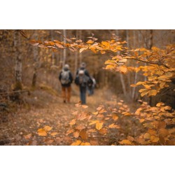 Couple marchant en forêt à l\'automne