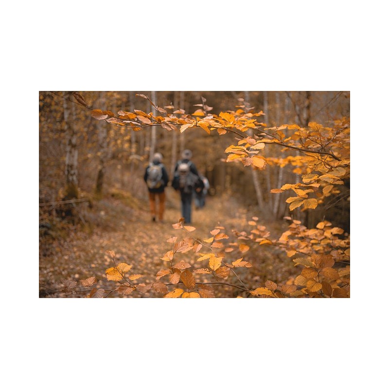 Couple marchant en forêt à l\'automne