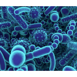 Le microbiote : un ensemble équilibré de bactéries