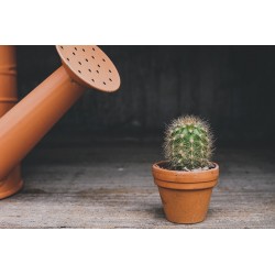 Comment arroser mes cactus ?