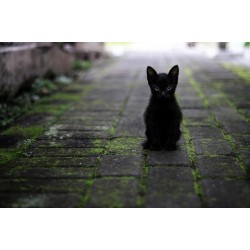 Chaton noir assis sur une rue pavée