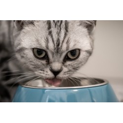 Alimentation du chat