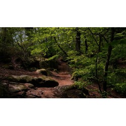 Sentier de forêt de Fontainebleau