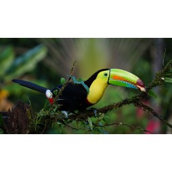Le Toucan de Costa Rica