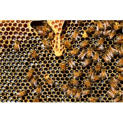 Les abeilles fabriquent la gelée royale.