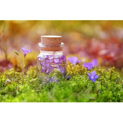 Une bouteille remplie de violettes disposée dans l\'herbe