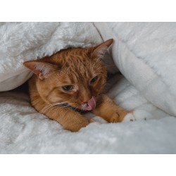Chat roux sous les couvertures qui sort sa langue