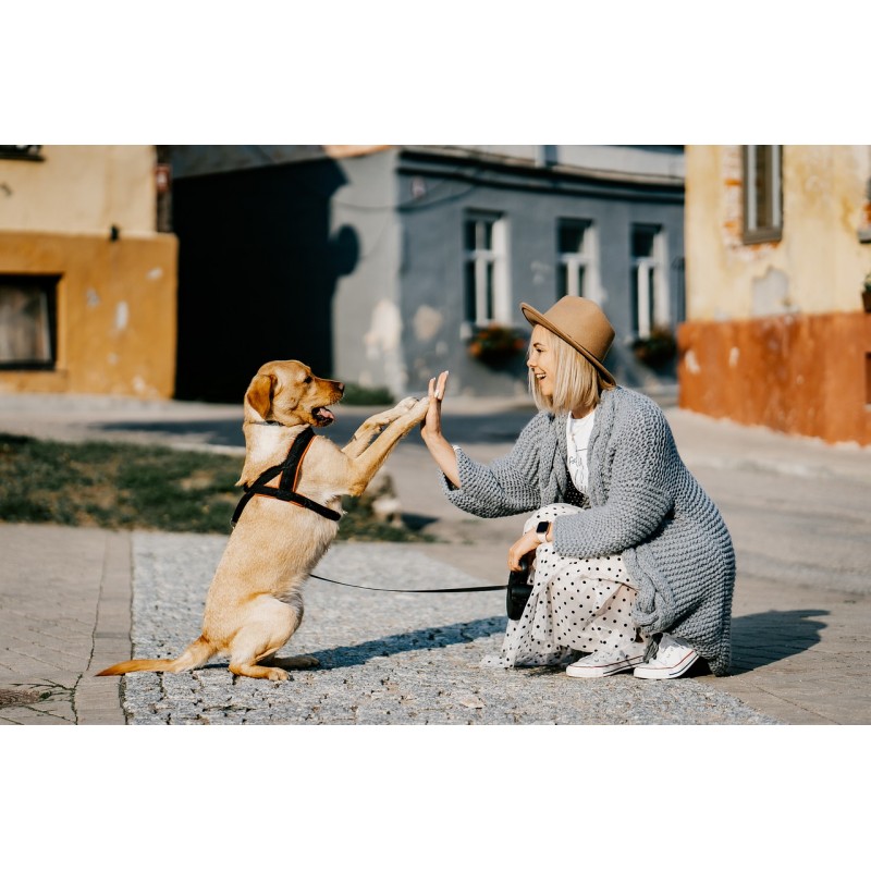 Un chien jouant avec une femme