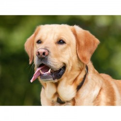 aromatherapie chien precautions