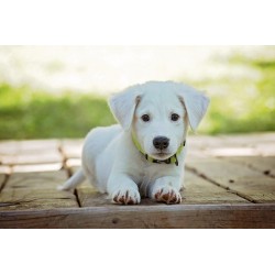 article adoption chien refuge