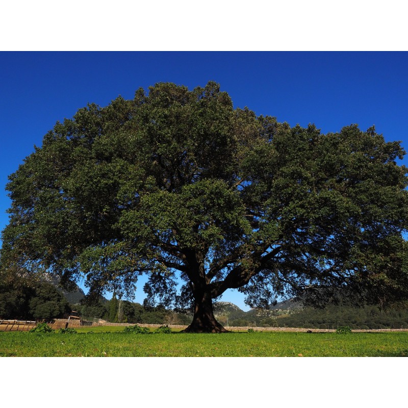 Le Ravintsara, un arbre touffu, est aussi appelé camphrier.