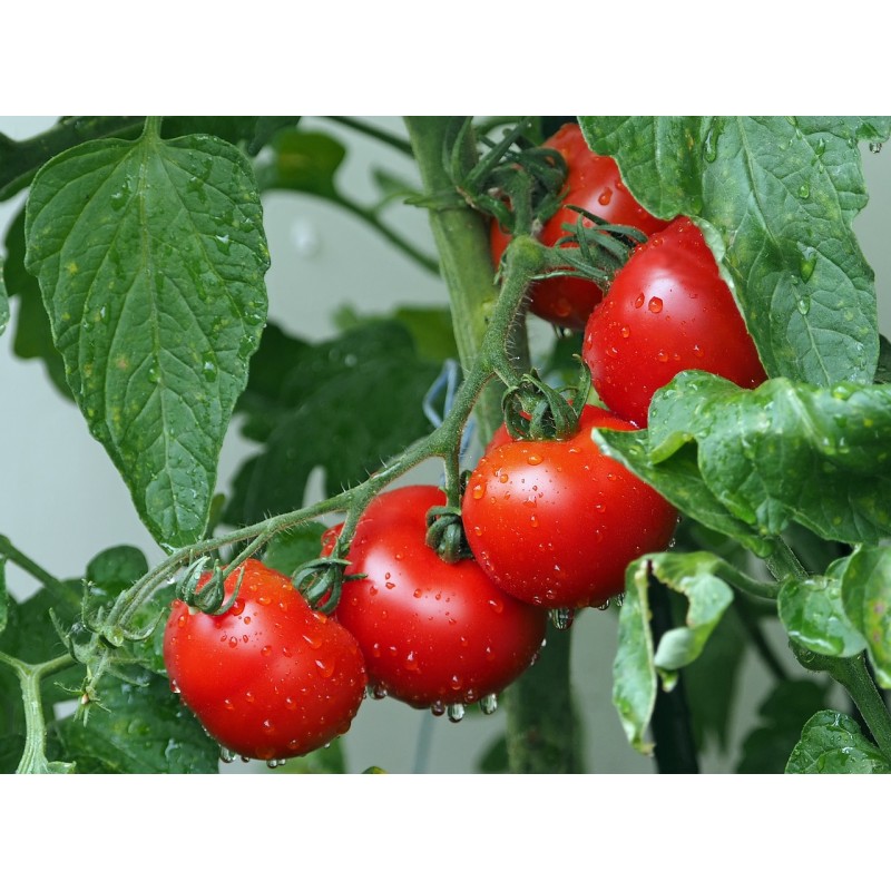 Plant de tomate sain