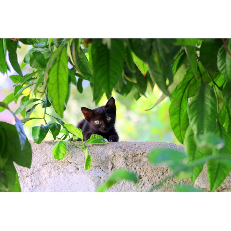 quelles plantes choisir quand on a un chat quelles plantes choisir quand on a un chat