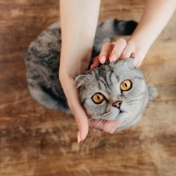20 articles Animaux : Chat (id 190)