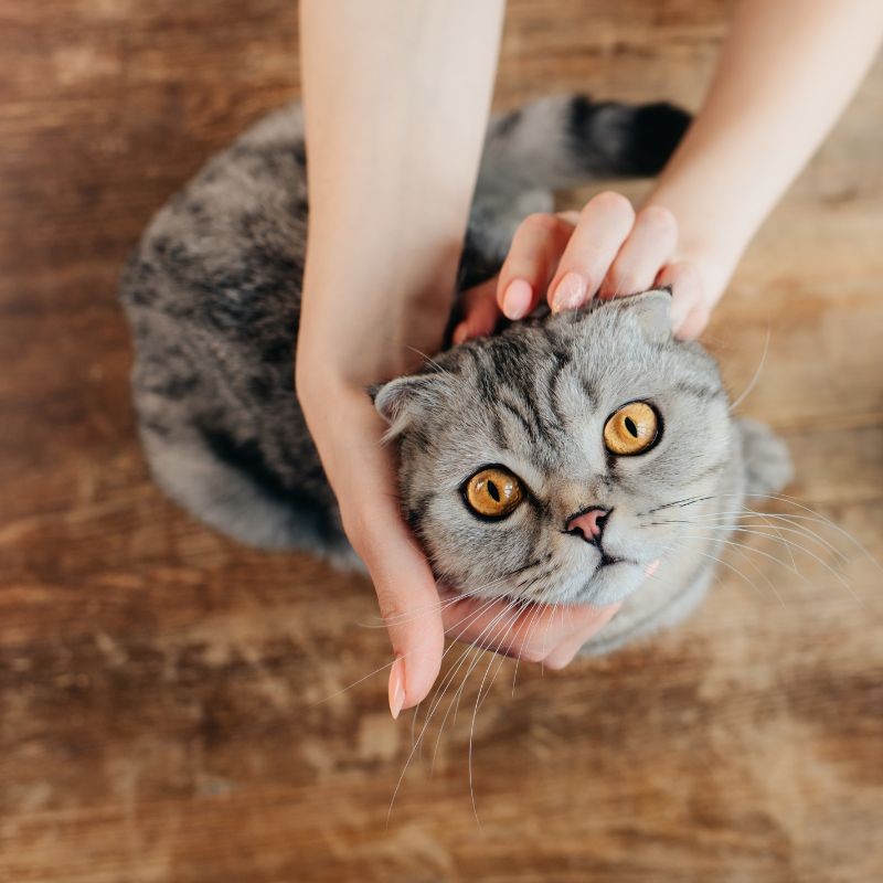 20 articles Animaux : Chat (id 190)