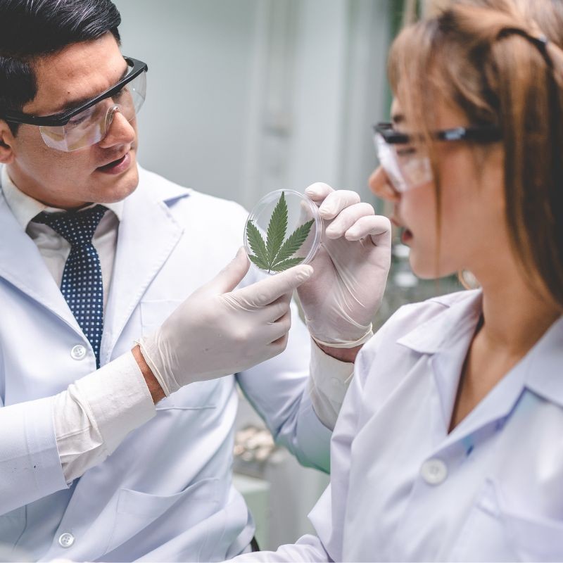 20 articles CBD (id 338)