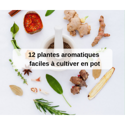 12 plantes aromatiques faciles à cultiver en pot