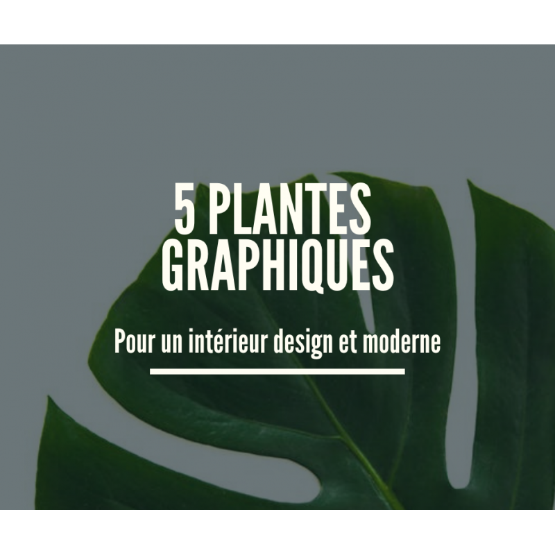 5 plantes graphiques pour un intérieur design et moderne
