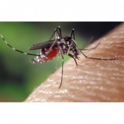 Comment chasser les moustiques et insectes de l\\\\\\\'été naturellement