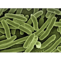 photo representant des bactéries