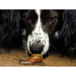 chien reniflant un escargot