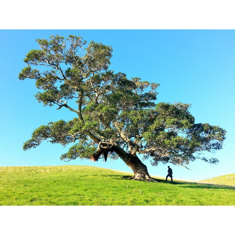 Un arbre imposant