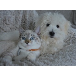 Assurance chien chat veterinaire