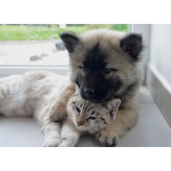 bienfaits chat et chien
