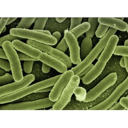 Bactéries