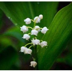 Muguet du 1e mai