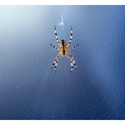 Un araignée dans sa toile