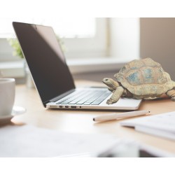 Slow Business : Travailler comme une tortue