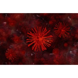 Virus, sur organisme rouge