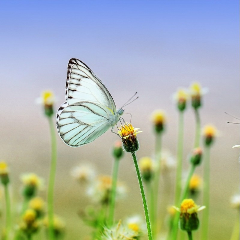 nature papillon