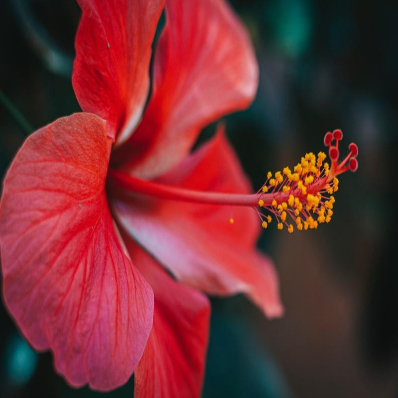 Image d\'une fleur d\'Hibiscus