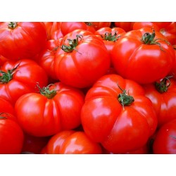 Cultiver ses tomates