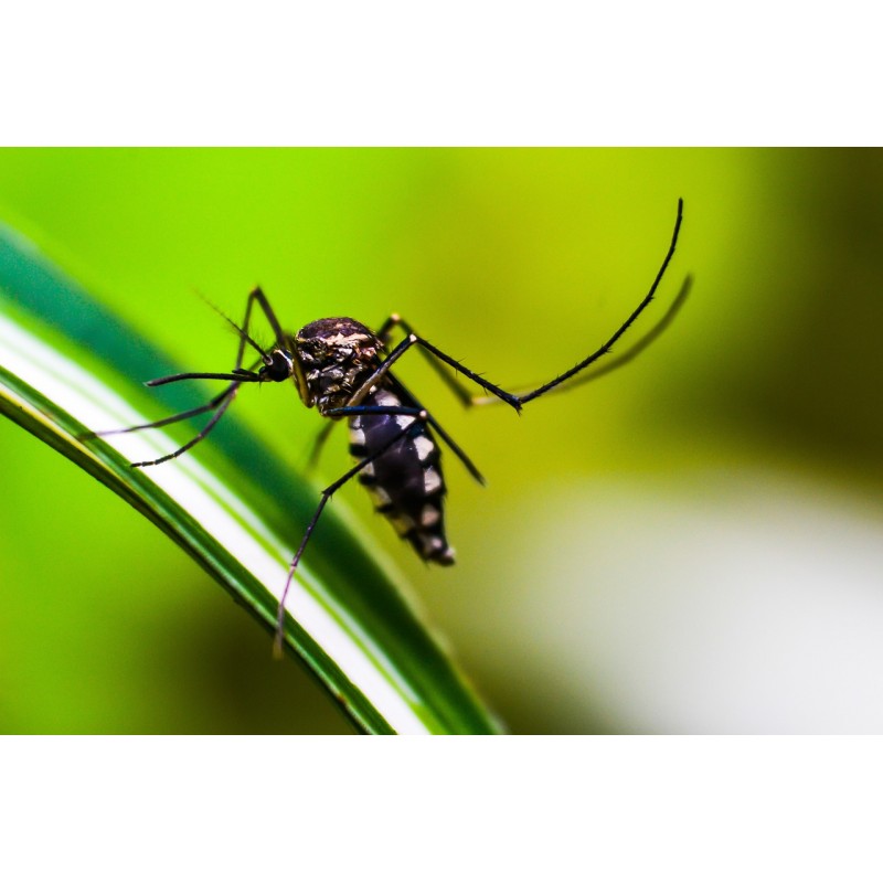 anophèle femelle véhiculant le paludisme
