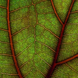 Texture d\'une plante : fort zoom