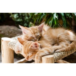 Deux chatons roux dorment tabouret