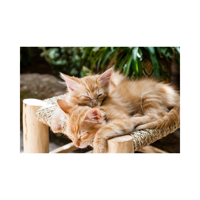 Deux chatons roux dorment tabouret