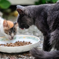 Deux chats qui mangent des croquettes