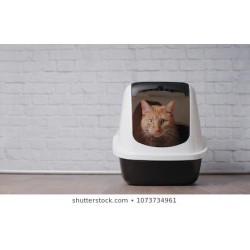 Un chat dans son bac à litière