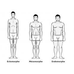 Trois morphotypes : ectomorphe, mesomorphe, endomorphe