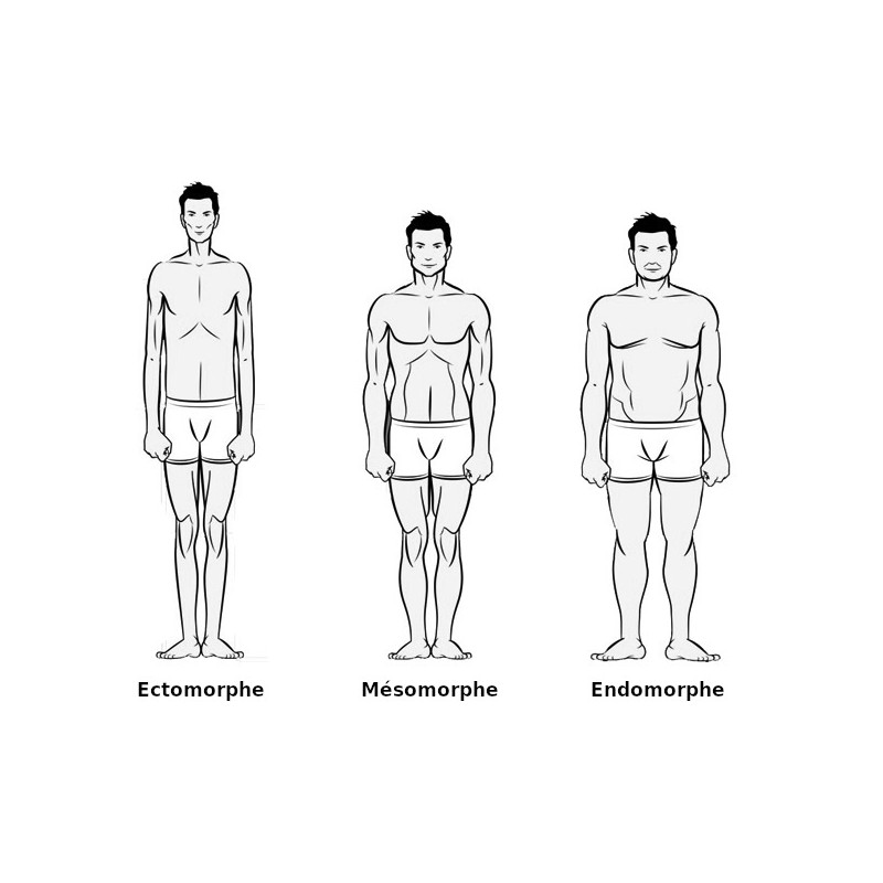 Trois morphotypes : ectomorphe, mesomorphe, endomorphe