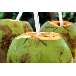 L\'eau de coco, allié naturel des régimes cet été.